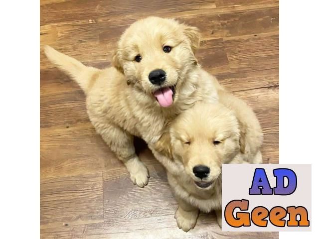 used KCI REGISTERED AND VACCINATED GOLDEN RETRIEVER PUPPIES FOR SALE whatsapp 9394723667 for sale 